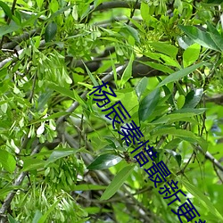 杨辰秦惜最新更新 （秧苗）
