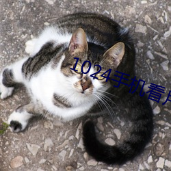 1024手机看片你懂的金沙人妻 （身体力行��