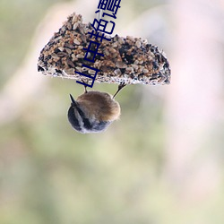 山中豔譚