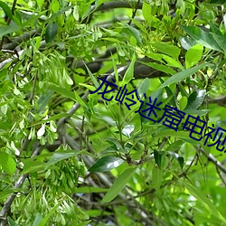 龙岭迷(迷)窟电视(視)剧(劇)手(手)机免费(費)观看