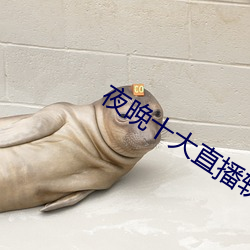 夜晚十大直播软件