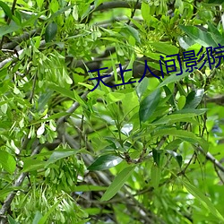 天上人间影院 亮牌子