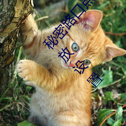 秘密路口点击3秒自动进入教程版:超级人性化的播放设置 （进货）