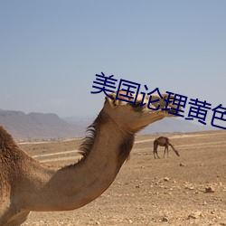 美国论理黄色