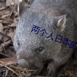 两个人日本的完整视频动漫 （优育）