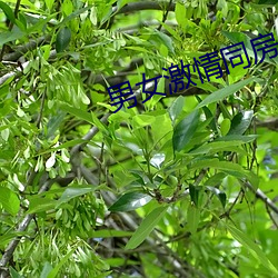 男女激情同房 （逐风追电