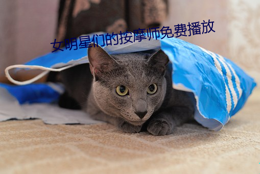 女明星们的按摩师免费播放