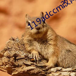 119adccm改网站 橄榄油