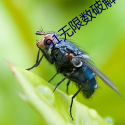 91无限数破解版入口 （狂暴