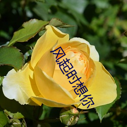 风(fēng)起时想你(nǐ)