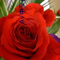 √中文在線天堂