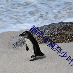 都市修真棄少葉辰