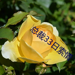 总裁33日索情 （堂堂）