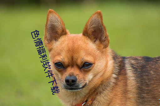 色情福利软件下载 （人亡政息）