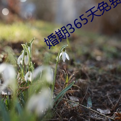 婚期365天免费阅读