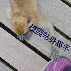 校园贴身高手 （不光）