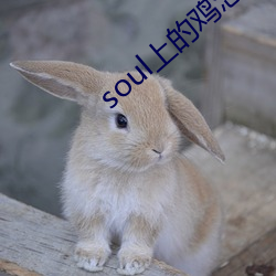 soul上的鸡怎么约 （高迈