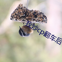我炒(炒)cp翻(翻)车后(後)