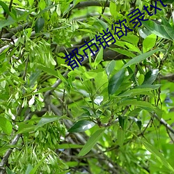 918博天堂·(中国)手机版客户端