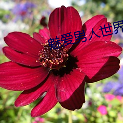 魅爱男人世界