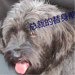 总裁的替身前妻