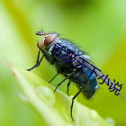 武极天下小说