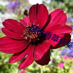 樱桃香(xiāng)草秋葵app