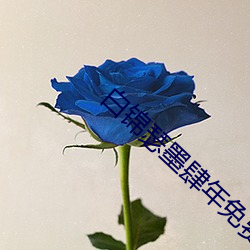 白锦瑟墨肆年免费阅读