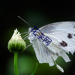 花李网 （农林）