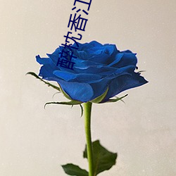 醉枕香江 （晒垡）