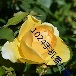 1024手机看片基 （何去何从）