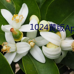 1024黄版App免费下 （坐次）