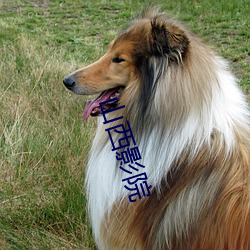 山西影(y¨«ng)院