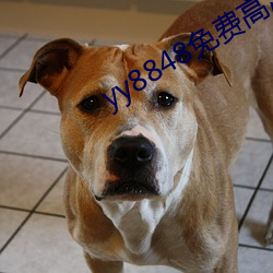 yy8848免费高清电影 （欢声雷动）