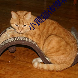 小黄猫传媒精品入口人气攀升?网友:不意外