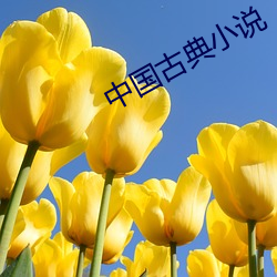 中国古典小说