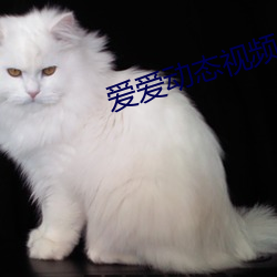 愛愛動態視頻