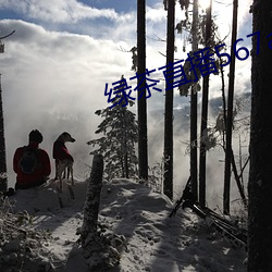 绿茶直播567atv