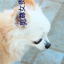 男尊女(女)贵之休夫