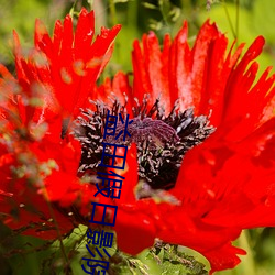 益田假日影院