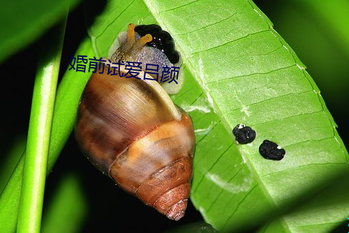 婚前試愛呂顔