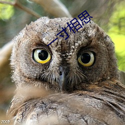 一寸相思