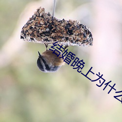结婚晚上为什么要搞 （手把）