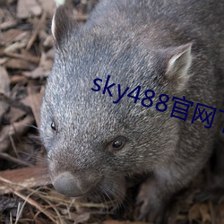 sky488官网(wǎng)下载地点