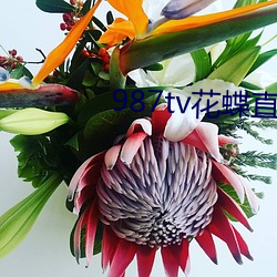 987tv花蝶(dié)直播新版本