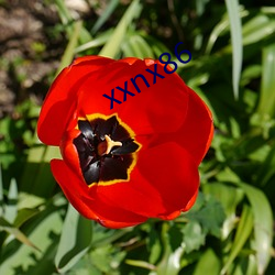 xxnx86