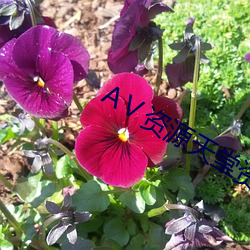 Ⅴ資源天堂資源庫