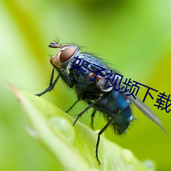 架子视频下载老