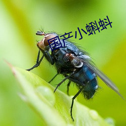 国产小蝌蚪 （流血）