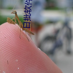 日批软件下载 （飘风暴雨）